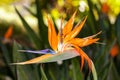 Bird of paradise Royalty Free Stock Photo